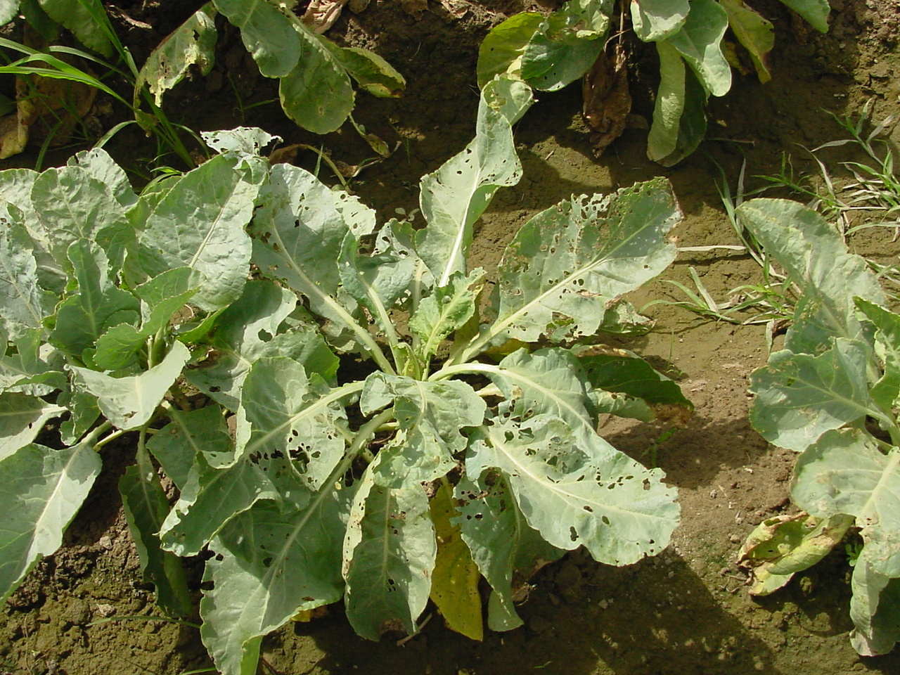 The Spodoptera litura genome elucidates its polyphagy, high tolerance to pesticides and spread across Asia